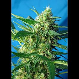 Sweet Seeds Ice Cool Auto Feminized