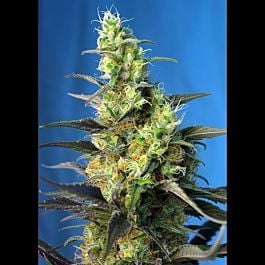 Sweet Seeds Ice Cool CBD Feminized