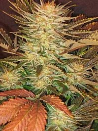 Paradise Seeds Ice Cream Feminised