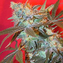 Female Seeds ICED White Widow Feminised