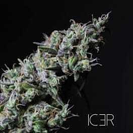 R-KIEM Seeds Icer Feminized