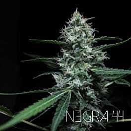 R-KIEM Seeds Negra 44 Feminized