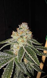 Cali Connection Chem Valley Kush Regular