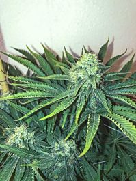 Seedsman Big Banger Feminized