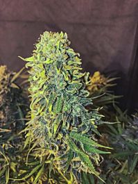 Seedsman Original Skunk #1 Fast Feminized