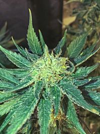 Seedsman White Widow Fast Feminized