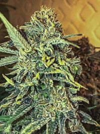 Seedsman Jack Herer FAST Feminized