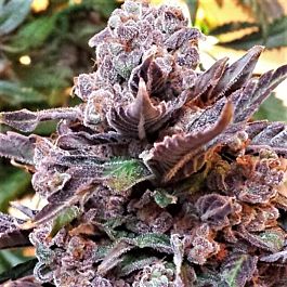 Pheno Finder Seeds Purple Strawberry Bliss S1 Feminized