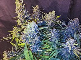 Seedsman C99 x Blueberry FAST Feminized