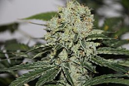 KC Brains Northern Light Special Regular