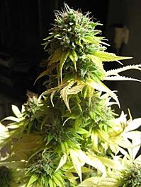 Seedsman Somango Feminized