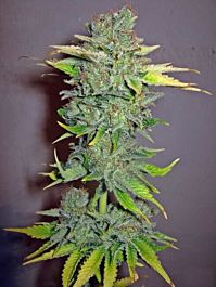 Seedsman Automatic Haze Feminized