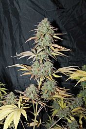 Seedsman Auto UK Cheese Feminized
