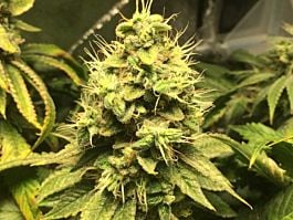 SINCITY Seeds Sin Valley OG Regular