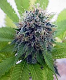 Seedsman Candy Cream Feminized