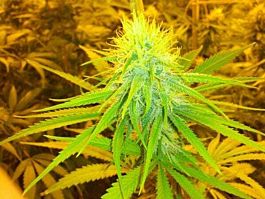 Mr Nice Seedbank The Cure Regular