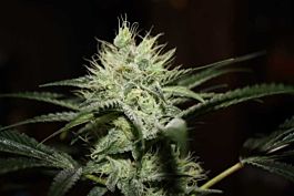 Bodhi Seeds Head Trip Regular