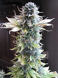Seedsman Early Skunk Feminized