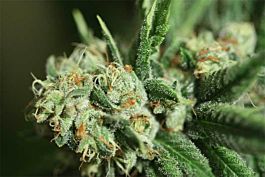 Devils Harvest  Chiesel Regular