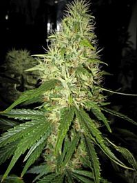 Holy Smoke Seeds Goldfinger Feminized