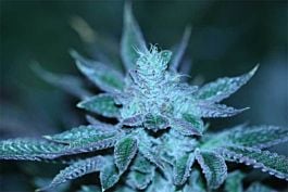 Devils Harvest  Strawberry Sour Diesel Feminized