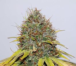 Seedsman CBD Hash Plant Feminized