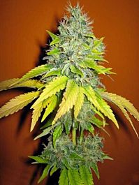 Seedsman Jack Herer Feminized