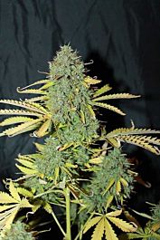 Seedsman Auto White Widow Feminized