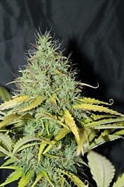 Seedsman Auto Skunk #1 Feminized