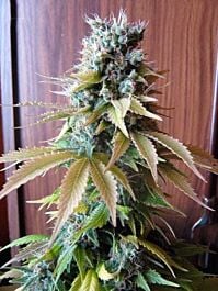 Seedsman Automatic Blueberry Feminized