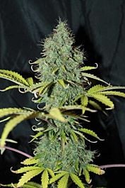 Seedsman Auto Sweet Tooth Feminized