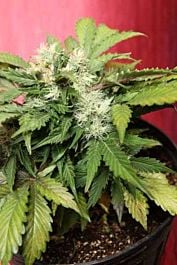Joint Doctor - Lowryder Seeds Betty Boo Autoflowering Feminised