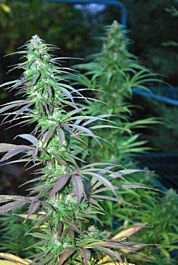 CannaBioGen Jarilla Regular Seeds - Limited edition