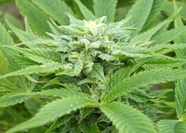 Seedsman Ata Tundra Regular