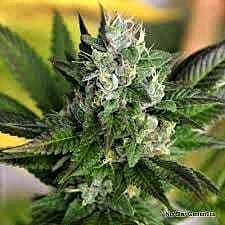 Bodhi Seeds Soraya Regular