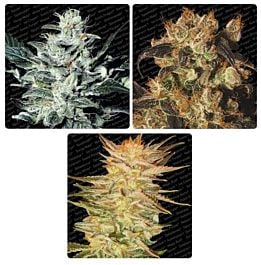Paradise Seeds Indica Champion Pack