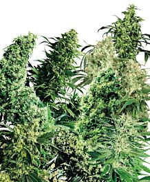 Sensi Seeds Sensi Indoor Mix Regular