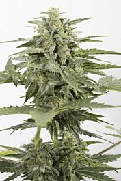 Dinafem Industrial Plant Autoflowering CBD Feminized