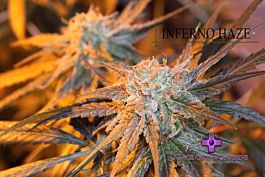 Gage Green Seeds Inferno Haze Regular