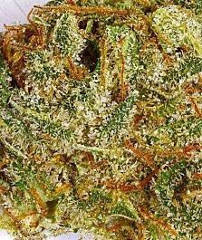 Burning Bush Nurseries Infinite Euphoria Feminized
