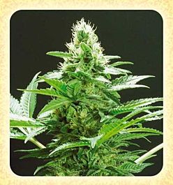 De Sjamaan Seeds Ingemar's Punch Regular