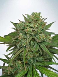 Ministry of Cannabis Instakush Feminised