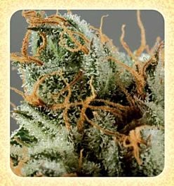 De Sjamaan Seeds Intense Skunk Feminized