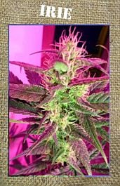 French Touch Seeds Irie Regular