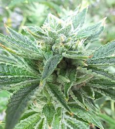 Gage Green Seeds Irie OG Regular