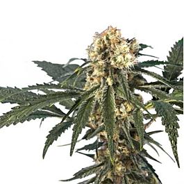 Hero Seeds Iron Flow Feminized