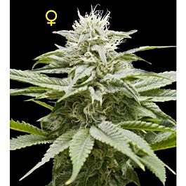 DNA Genetics Limited Collection IsLAnd Feminised