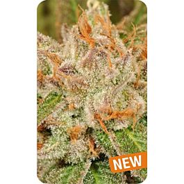Dispensario Seeds White Snow Feminized