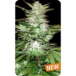 Dispensario Seeds Double Cheese Feminized