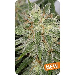 Dispensario Seeds Cinderella Punch Feminized